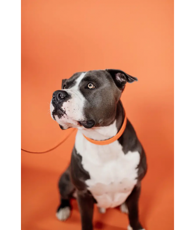 Penelope Pearl Leather Dog Collar- Luxury Dog Collars